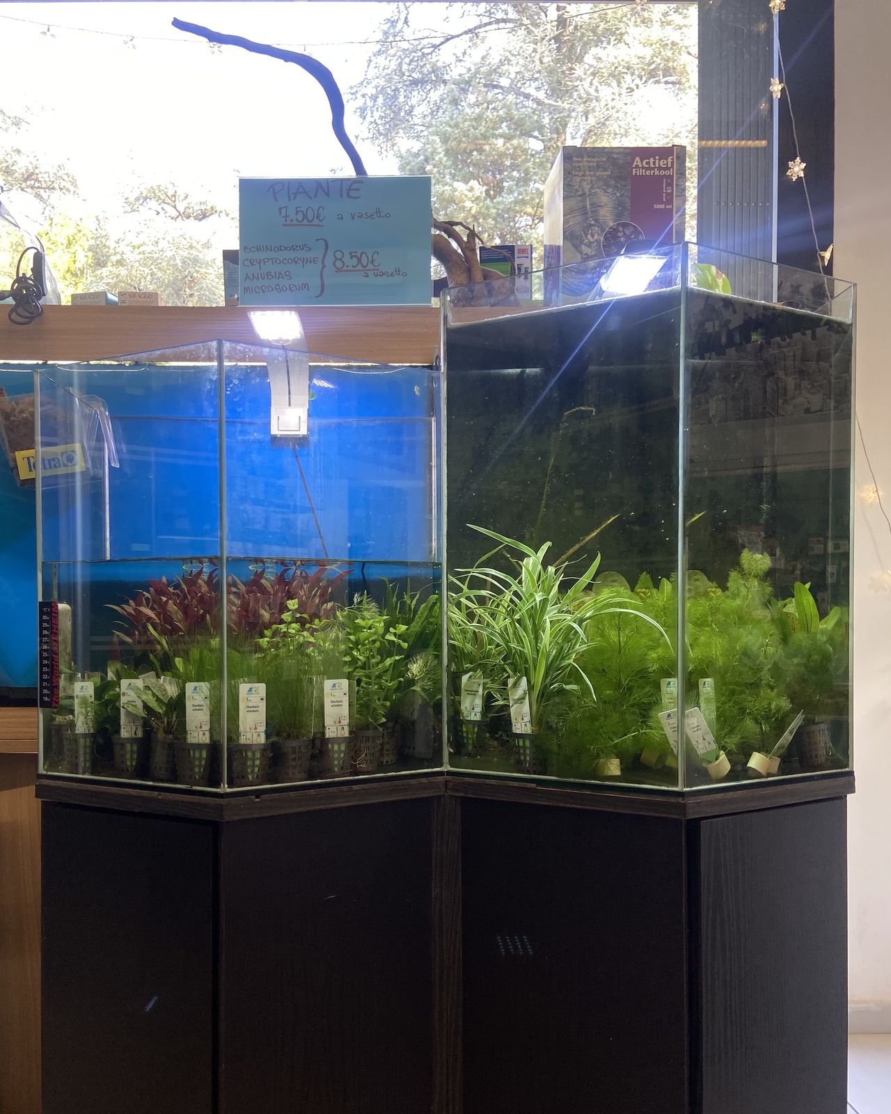 Le vasche con le piante vive per acquario in vendita da Zola Zoo