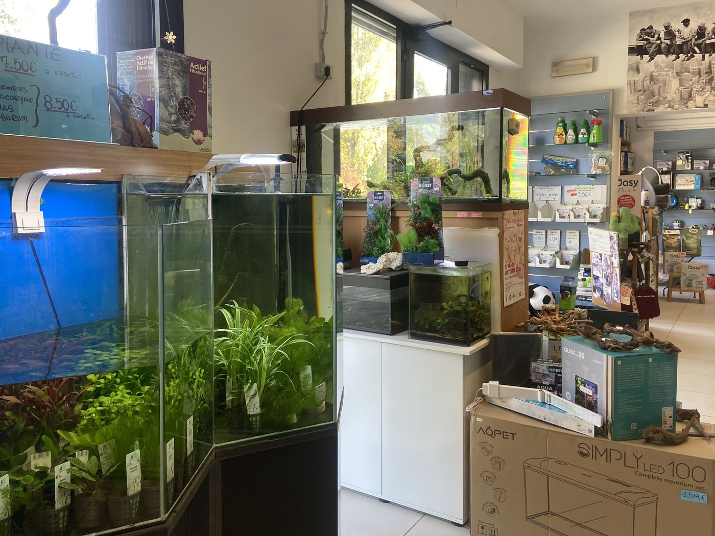 L'interno del negozio Zola Zoo con vasche, piante e scaffali
